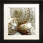 Shell Collage