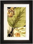 Tranquil Tropical Leaves I