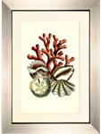 Small Coral Medley II