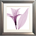 Alstromeria III